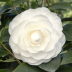 Camellia japonica 'Nuccio's Gem'