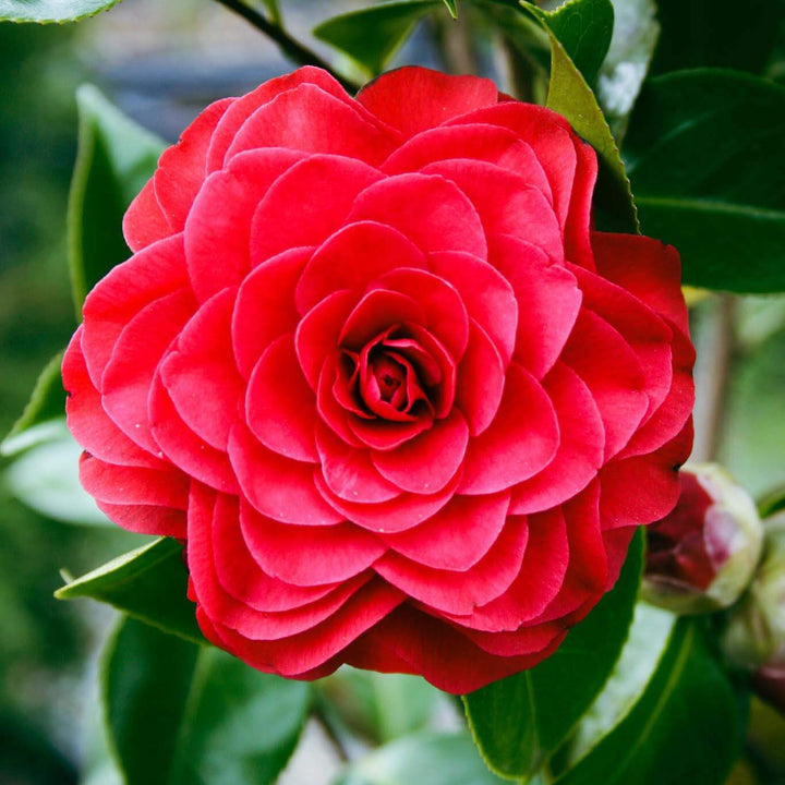 Camellia japonica 'Roger Hall'