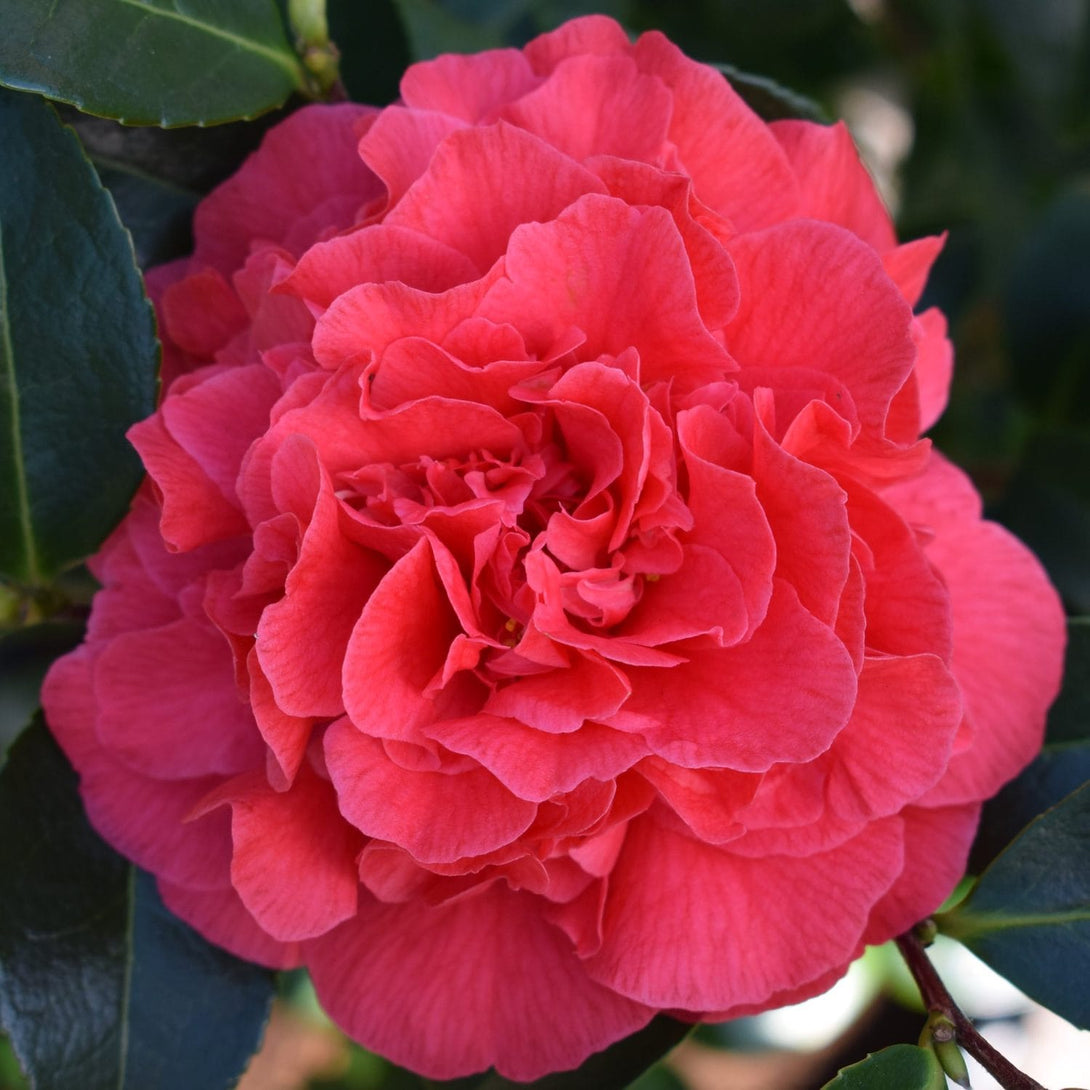 Camellia japonica 'Kramer Supreme'