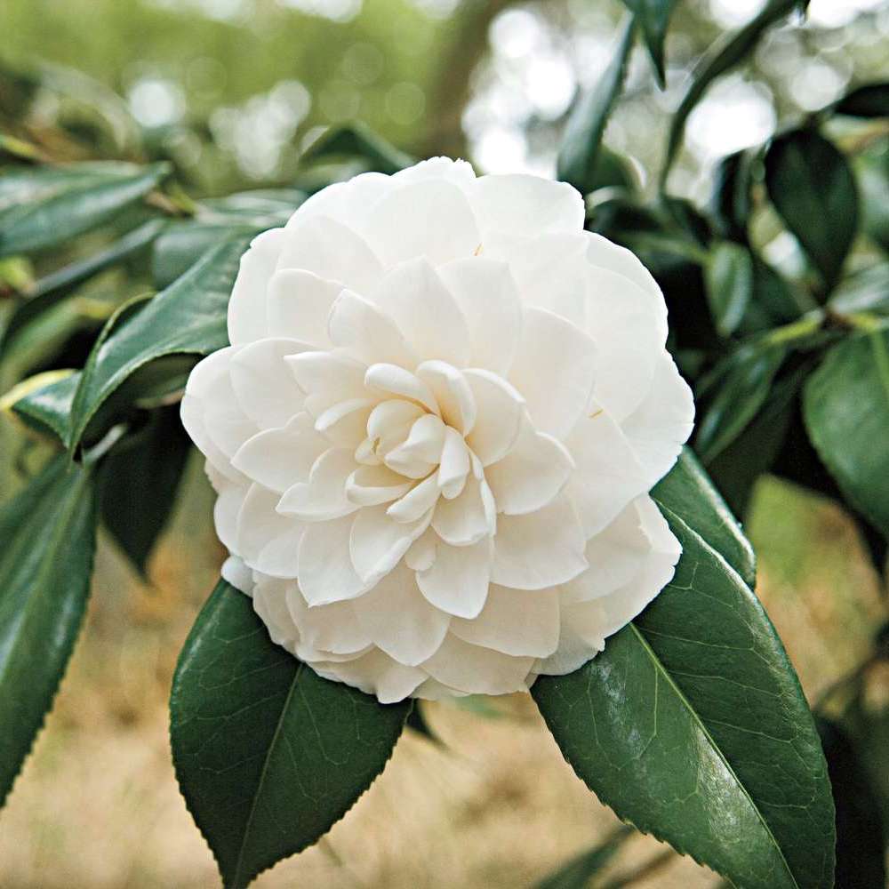 Camellia japonica 'Alba Plena'