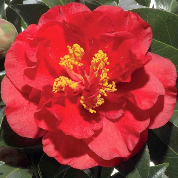 Camellia japonica 'Barbara Morgan' (rezistenta la inghet)