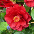 Camellia japonica 'Bob Hope'
