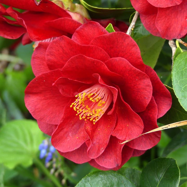 Camellia japonica 'Bob Hope'