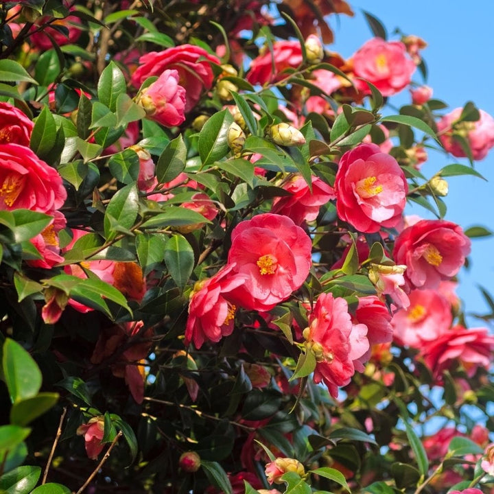 Camellia japonica 'Dr. King'