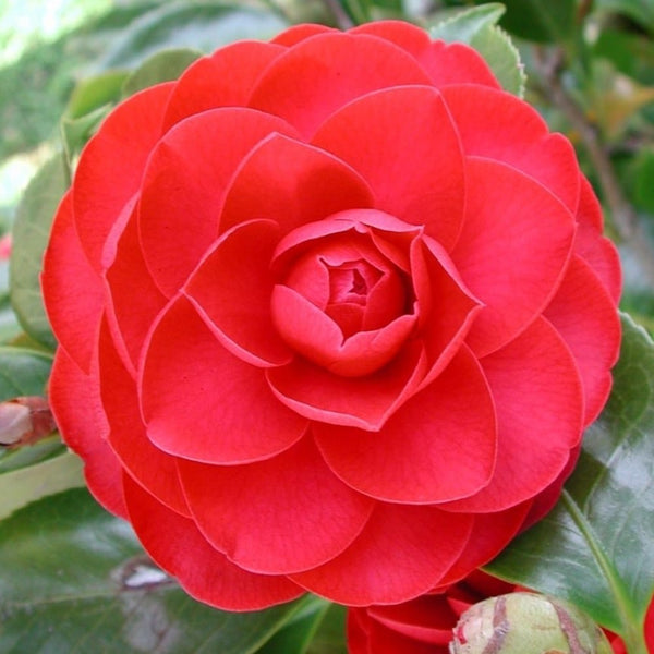 Camellia japonica 'Eugenia de Montijo'