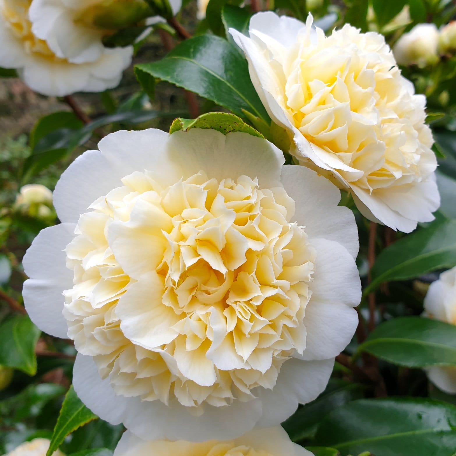 Inghet Camellia japonica 'Jury's Yellow' - floare dubla (rezistenta la inghet
