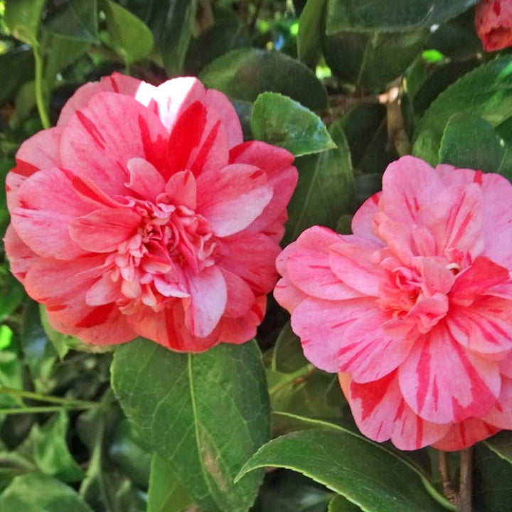 Camellia japonica 'Nishiki Kirin'