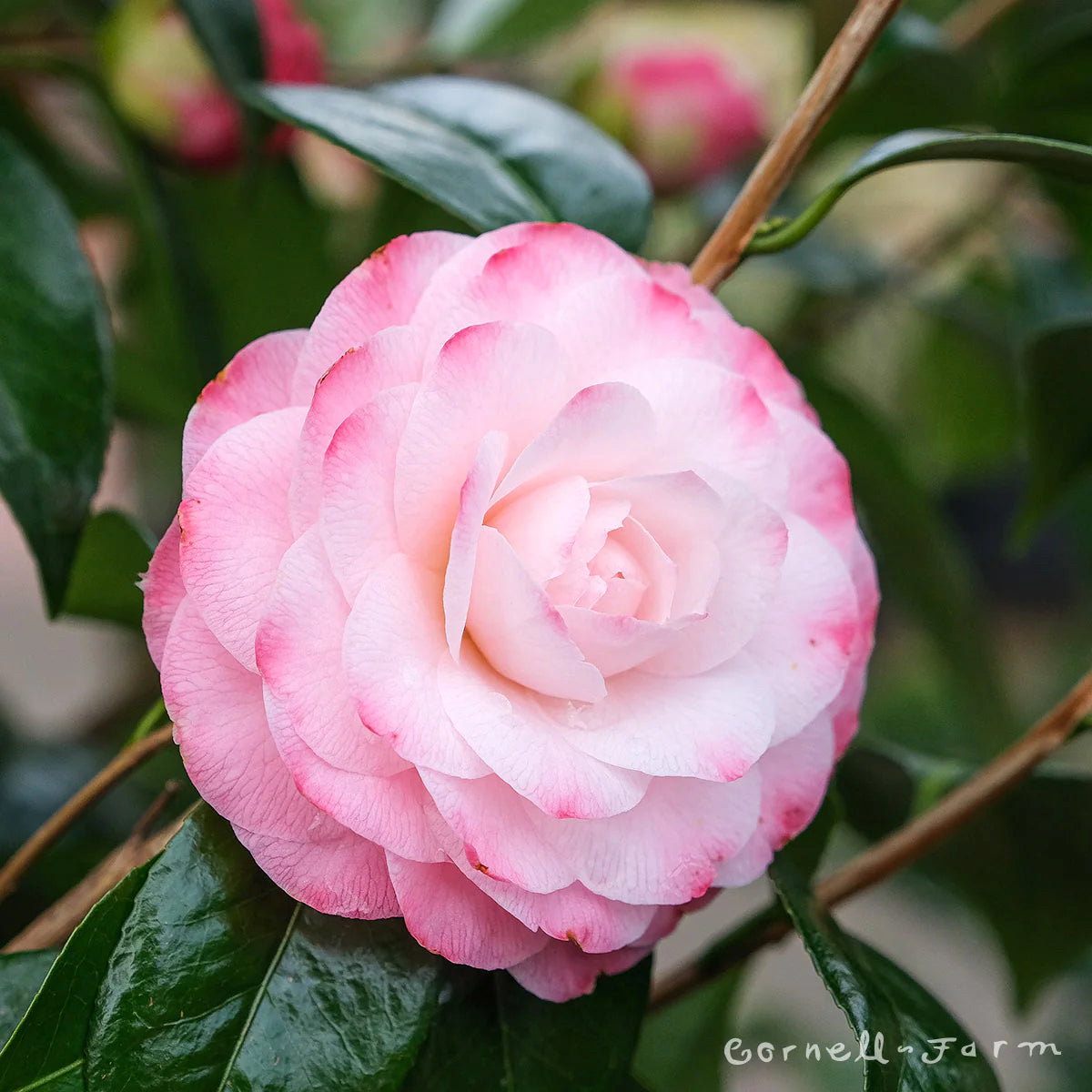 Inghet Camellia japonica 'Nuccio's Pearl' - rezistenta la inghet