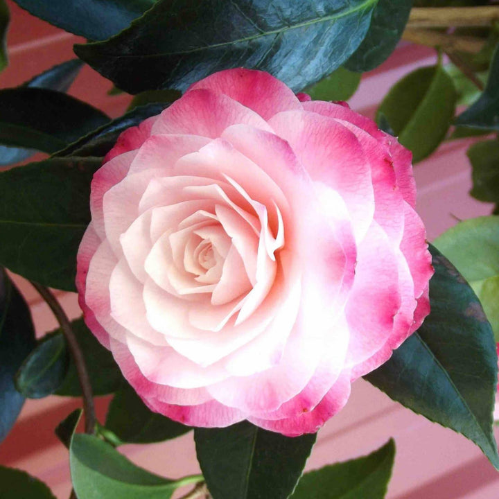 Camellia japonica 'Nuccio's Pearl'