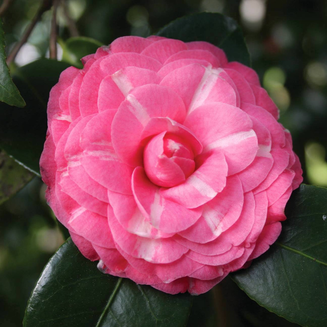 Camellia japonica 'Orandako'