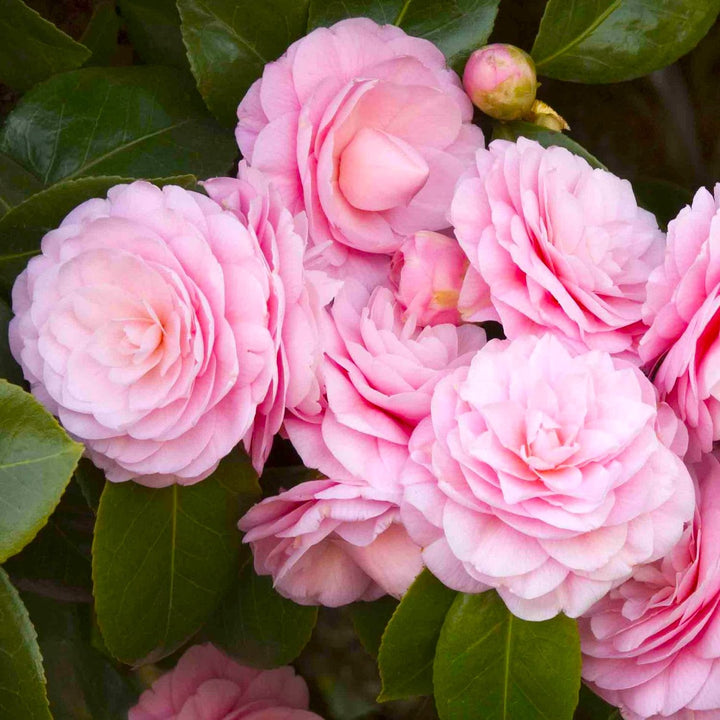 Camellia japonica 'Pearl Maxwell'