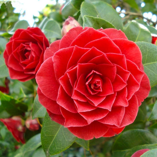 Camellia japonica Roja