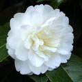 Camellia japonica 'Baby Sis' - bela dvojna cvetlica (odporna na zmrzal)