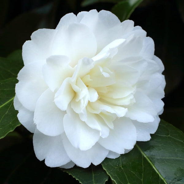 Camellia japonica 'Baby Sis' - double white flower (frost resistant)