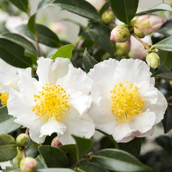 Camellia sasanqua 'White' - frost resistance
