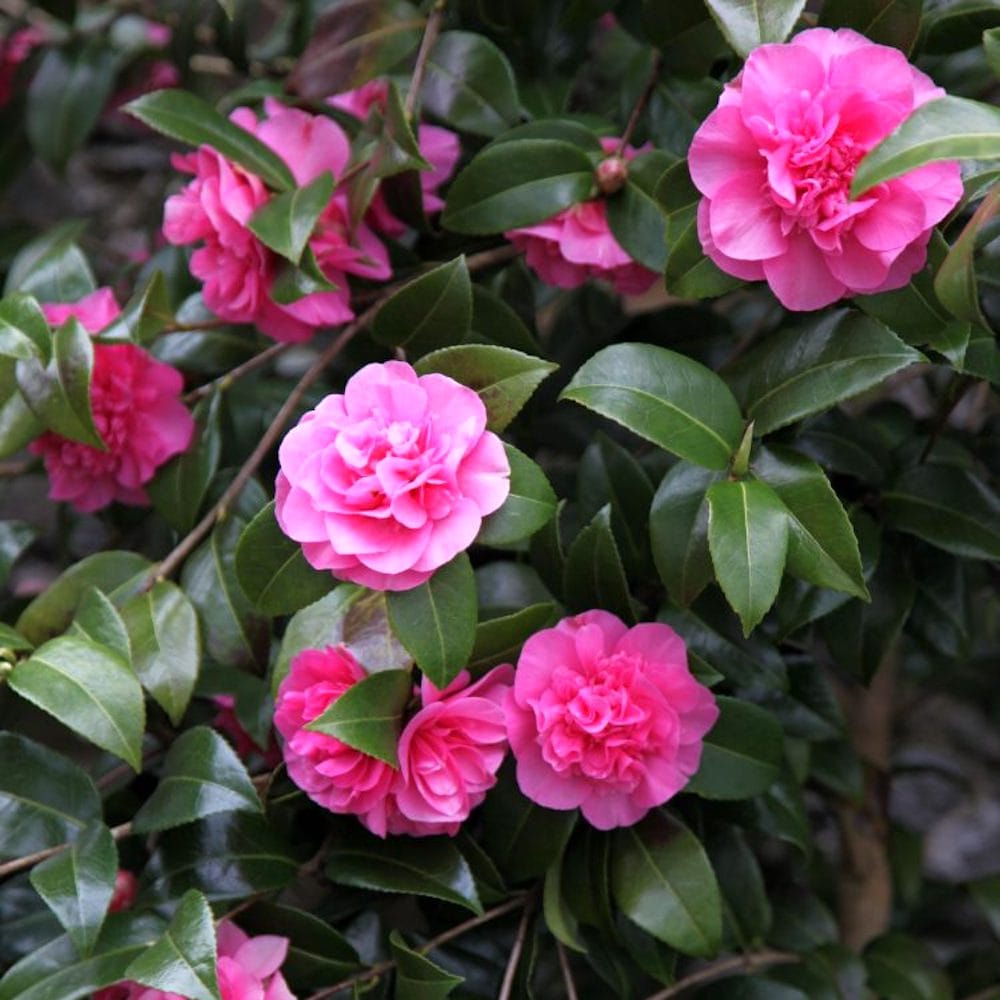 Camellia williamsii 'Debbie'