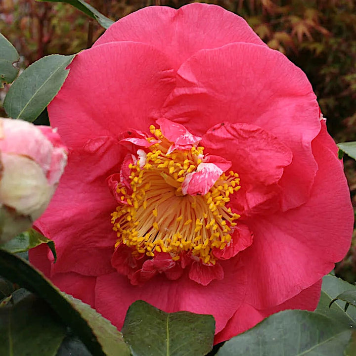 Camellia japonica 'R.L. Wheeler'