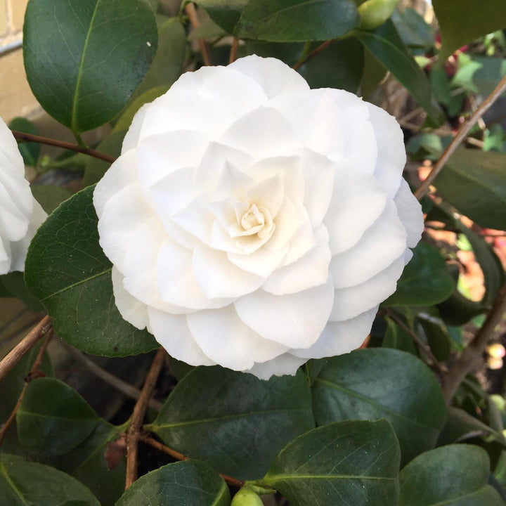 Camellia japonica 'Alba Plena'