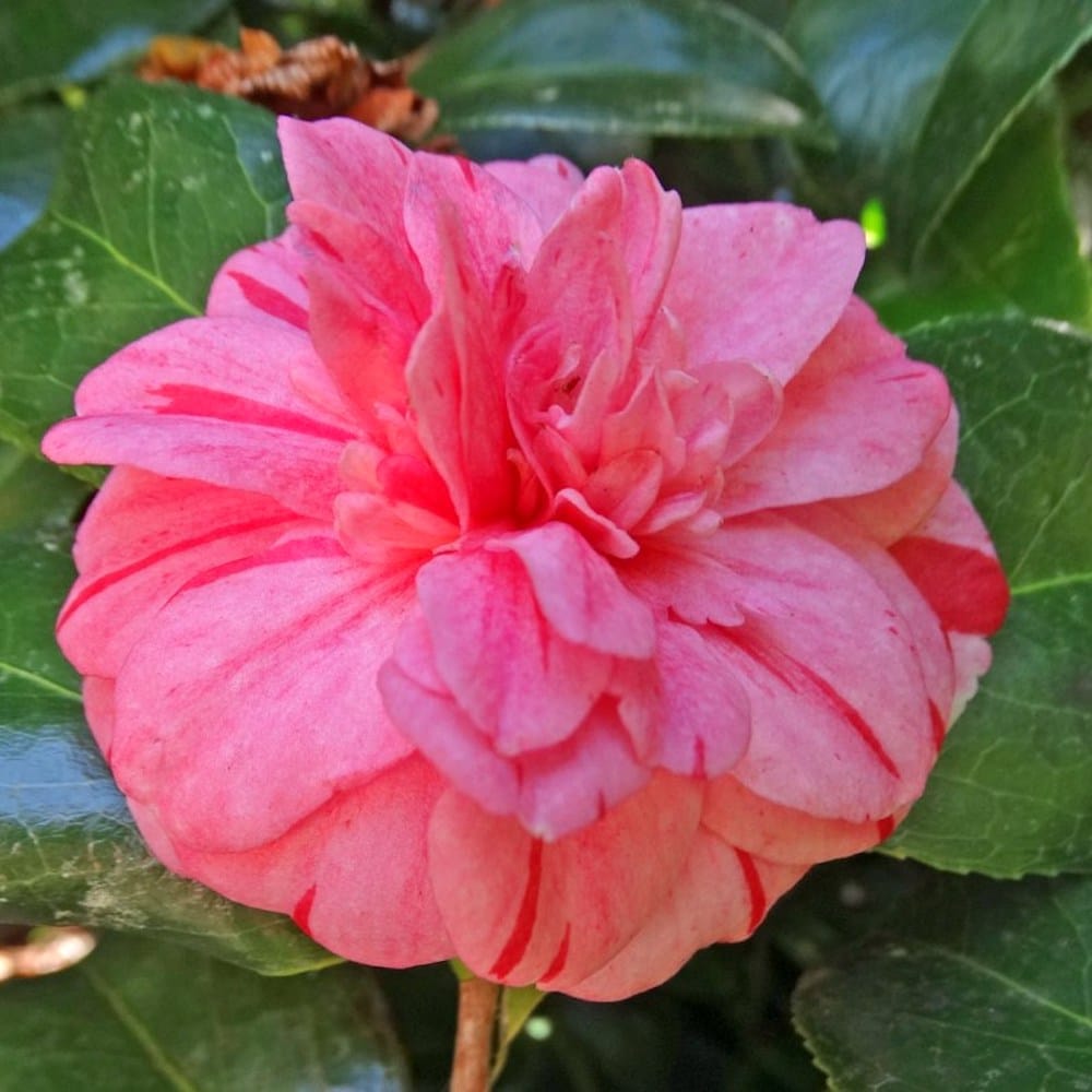 Camellia japonica 'Nishiki Kirin'