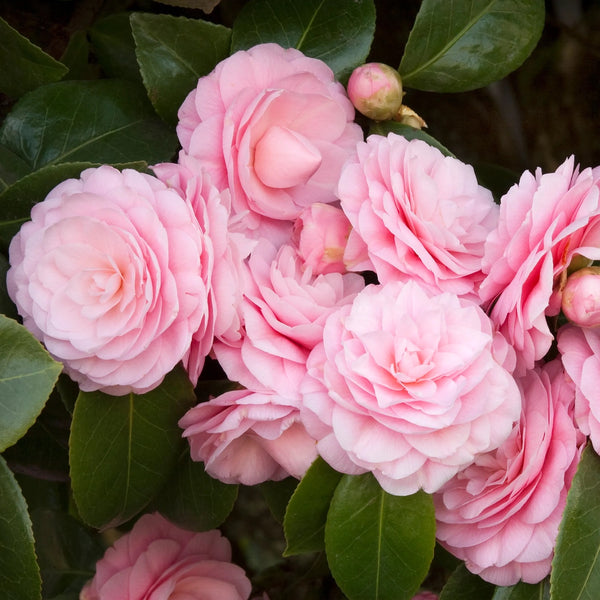Camellia japonica 'Double Pink'