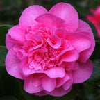 Camellia williamsii 'Debbie'