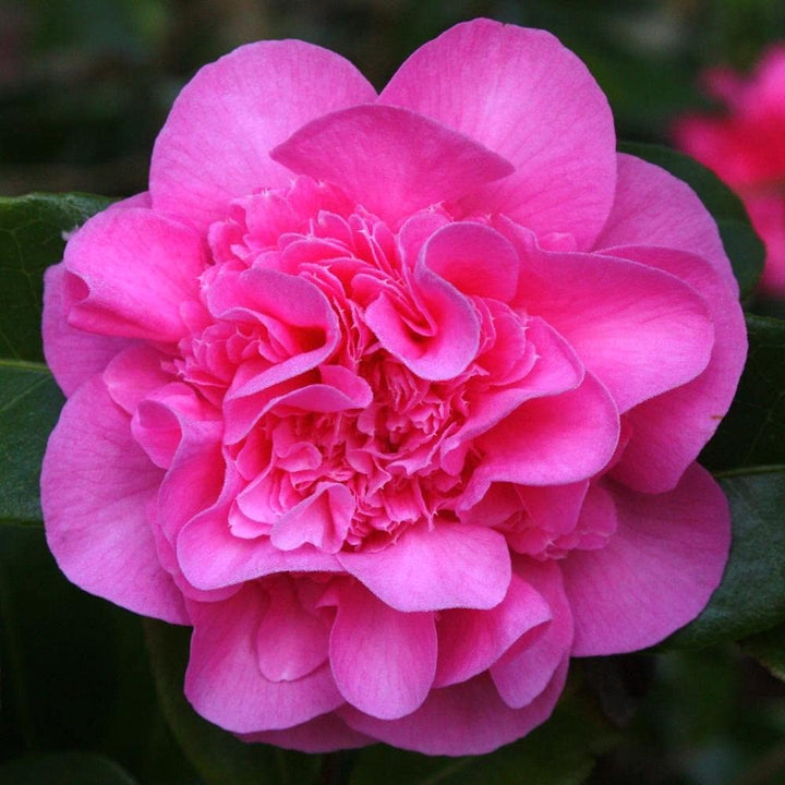 Camellia williamsii 'Debbie'