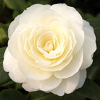Camellia japonica 'Dahlonega' - double flower (frost resistant)