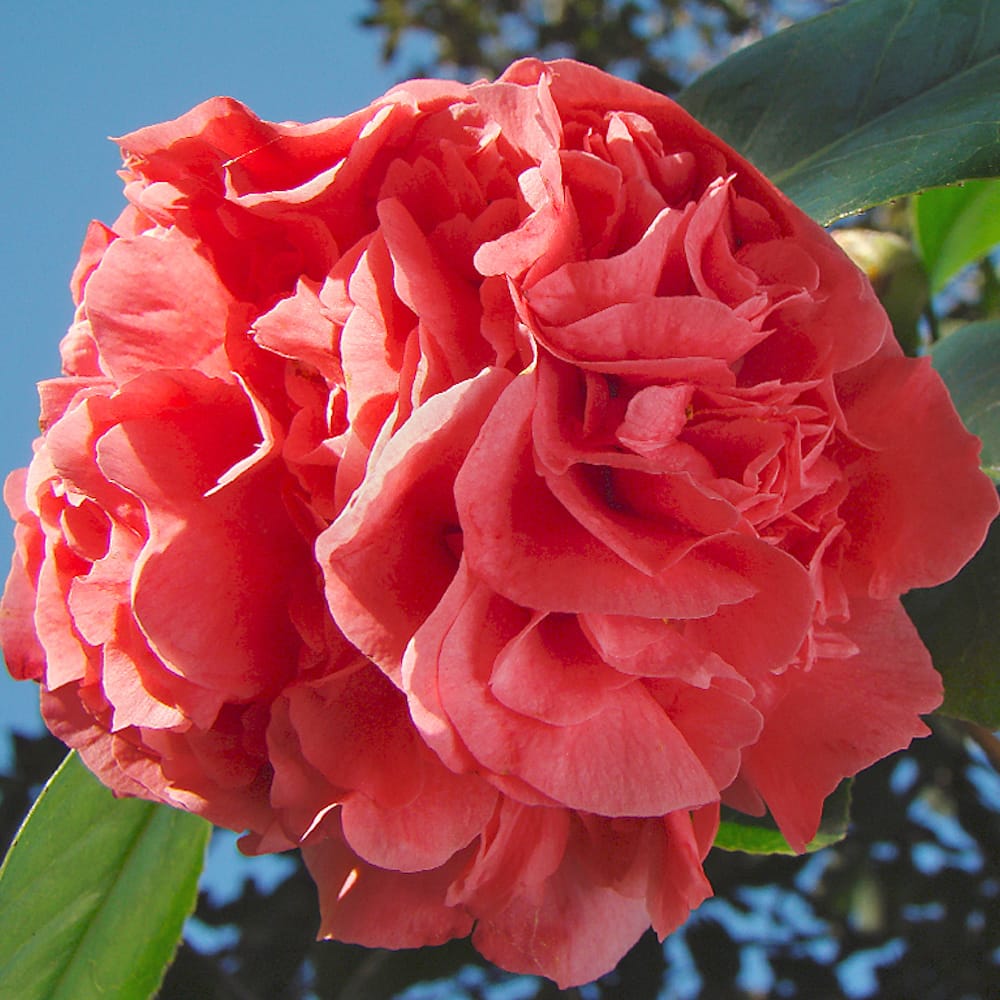 Camellia japonica 'Kramer Supreme'