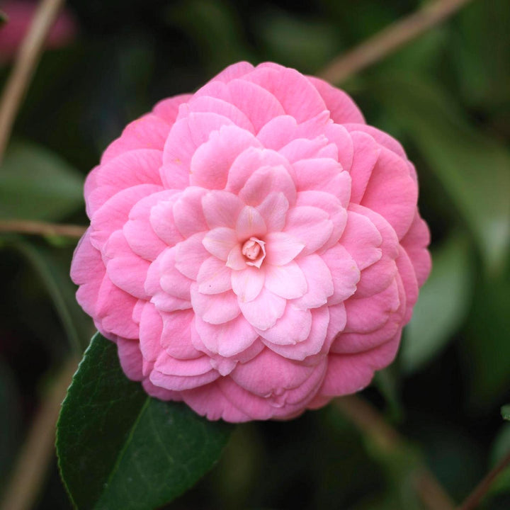 Camellia japonica 'Mrs. Tingley'