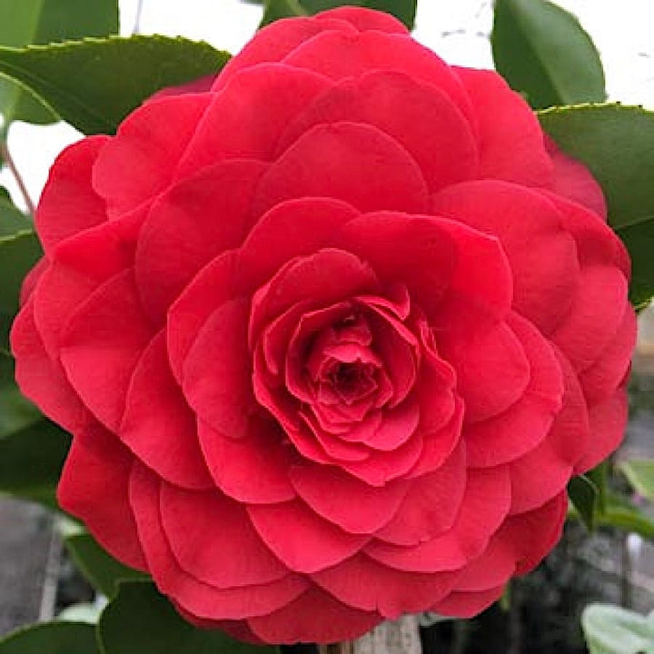 Camellia japonica 'Roger Hall'