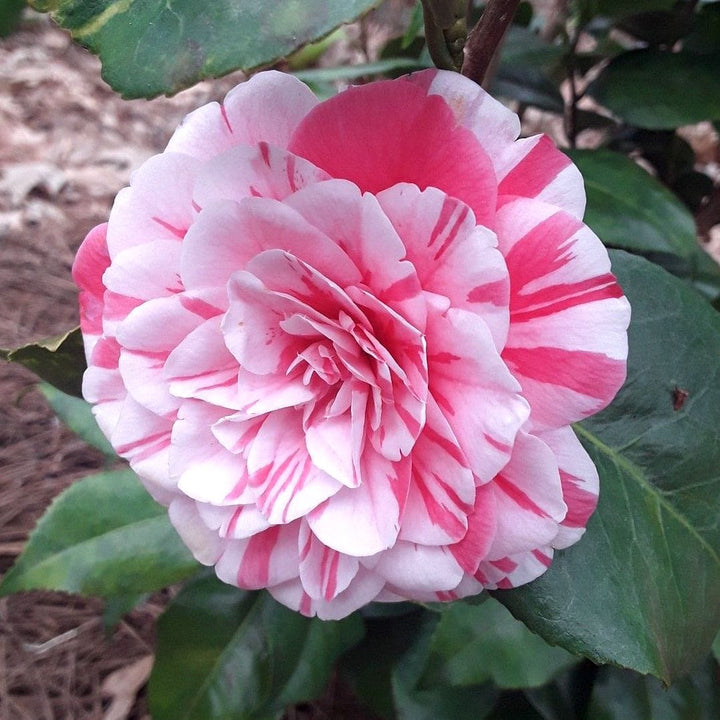 Camellia japonica 'Contessa Lavinia Maggi' (Bicolor)