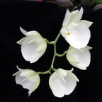 Catasetum pileatum var. alba