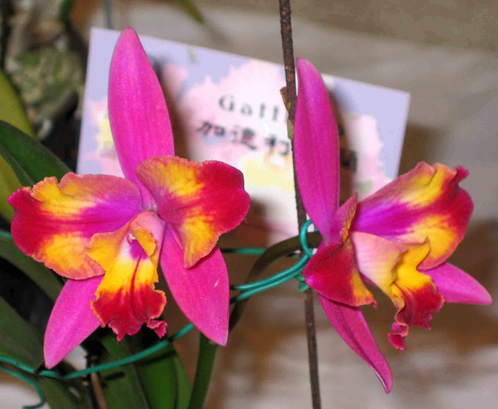 Cattleya Hawaiian Splash 'Lea' BM/JOGA