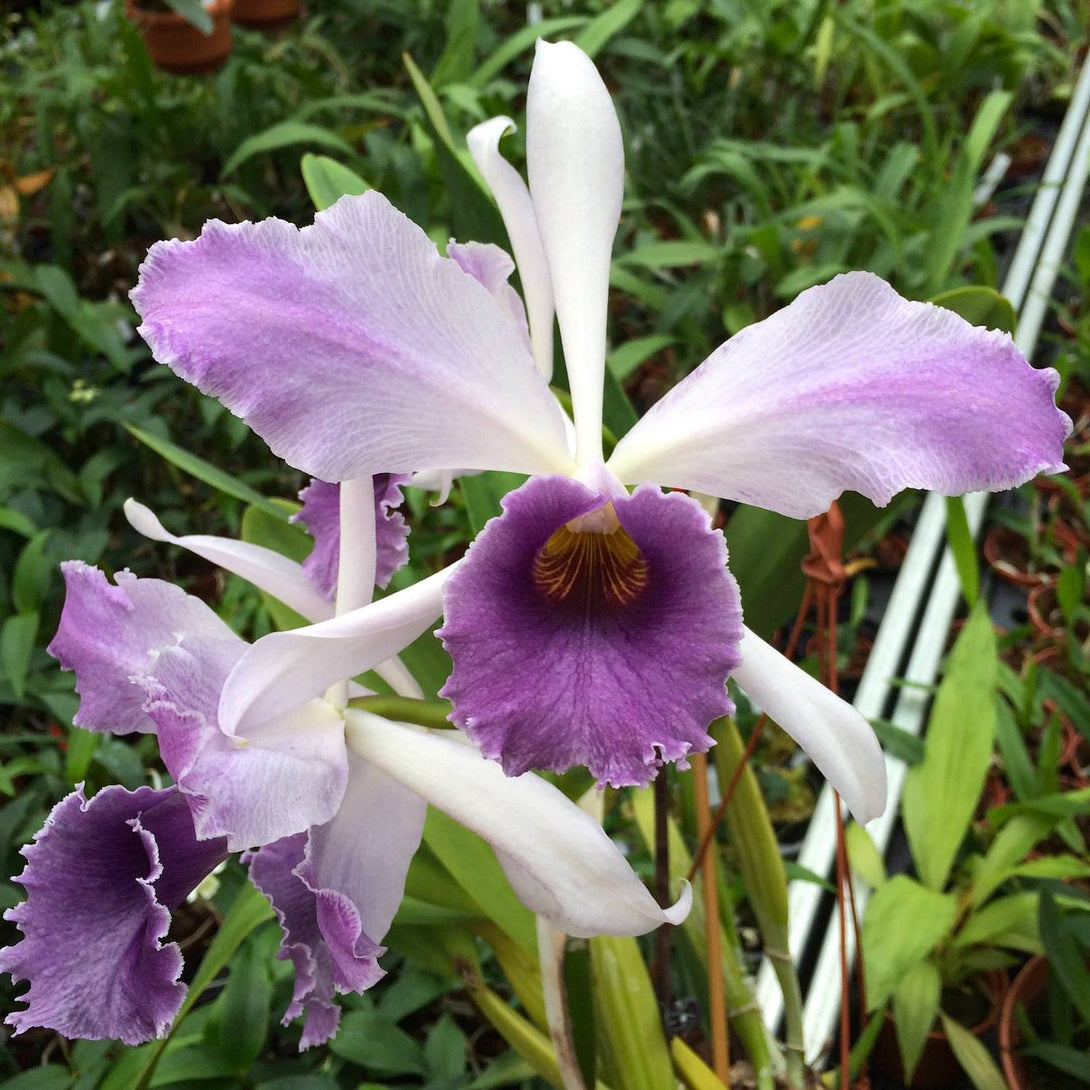 Cattleya C. G. Roebling 'Blue Indigo'