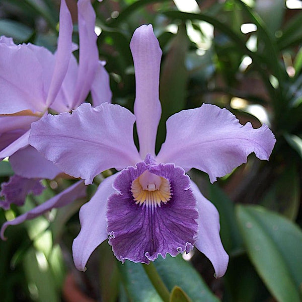 Cattleya Canhamiana 'Azure Sky' AM/AOS