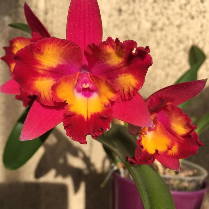 Cattleya Hawaiian Splash 'Lea' BM/JOGA