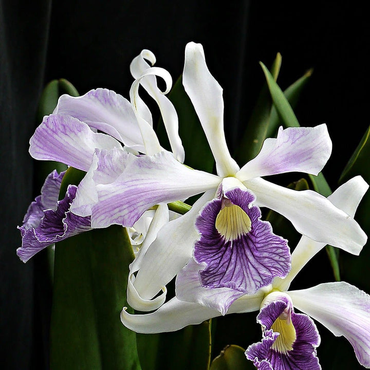 Cattleya (Laelia) purpurata var. werkhauseri