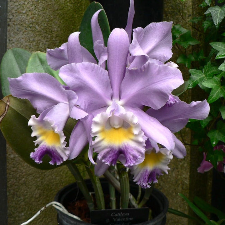 Cattleya Valentine 'Billy's Blue'