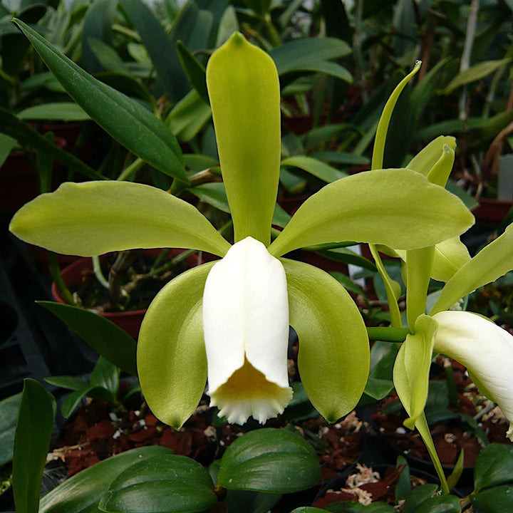 Cattleya forbesii