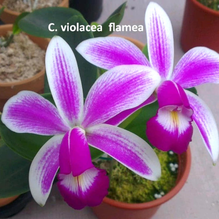 Cattleya violacea var. semi-alba flamea