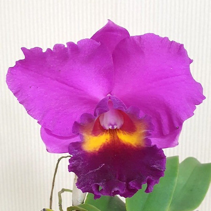 Cattleya Aloha Case '#9'