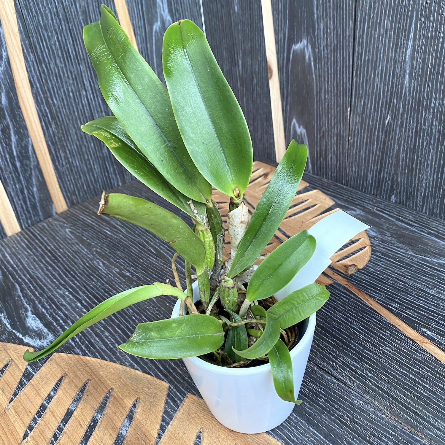 Cattleya Aloha Case '#9' (foglie con difetti)