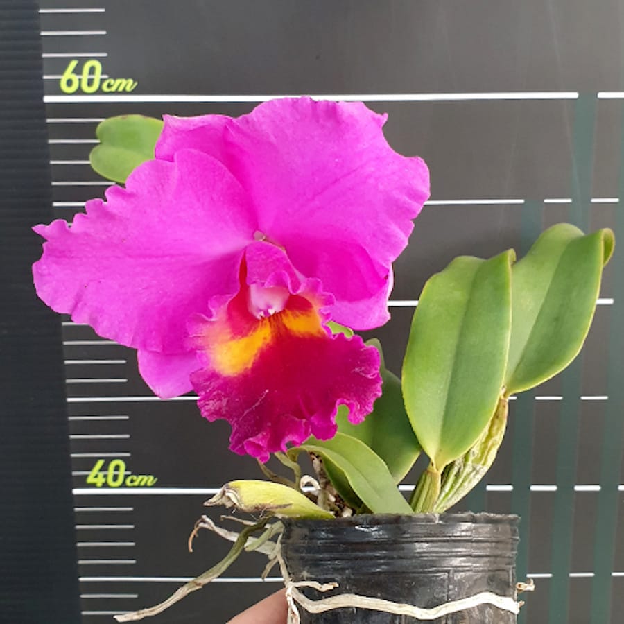 Cattleya Aloha Case '#9'
