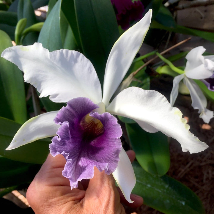 Cattleya C. G. Roebling 'Blue Indigo'