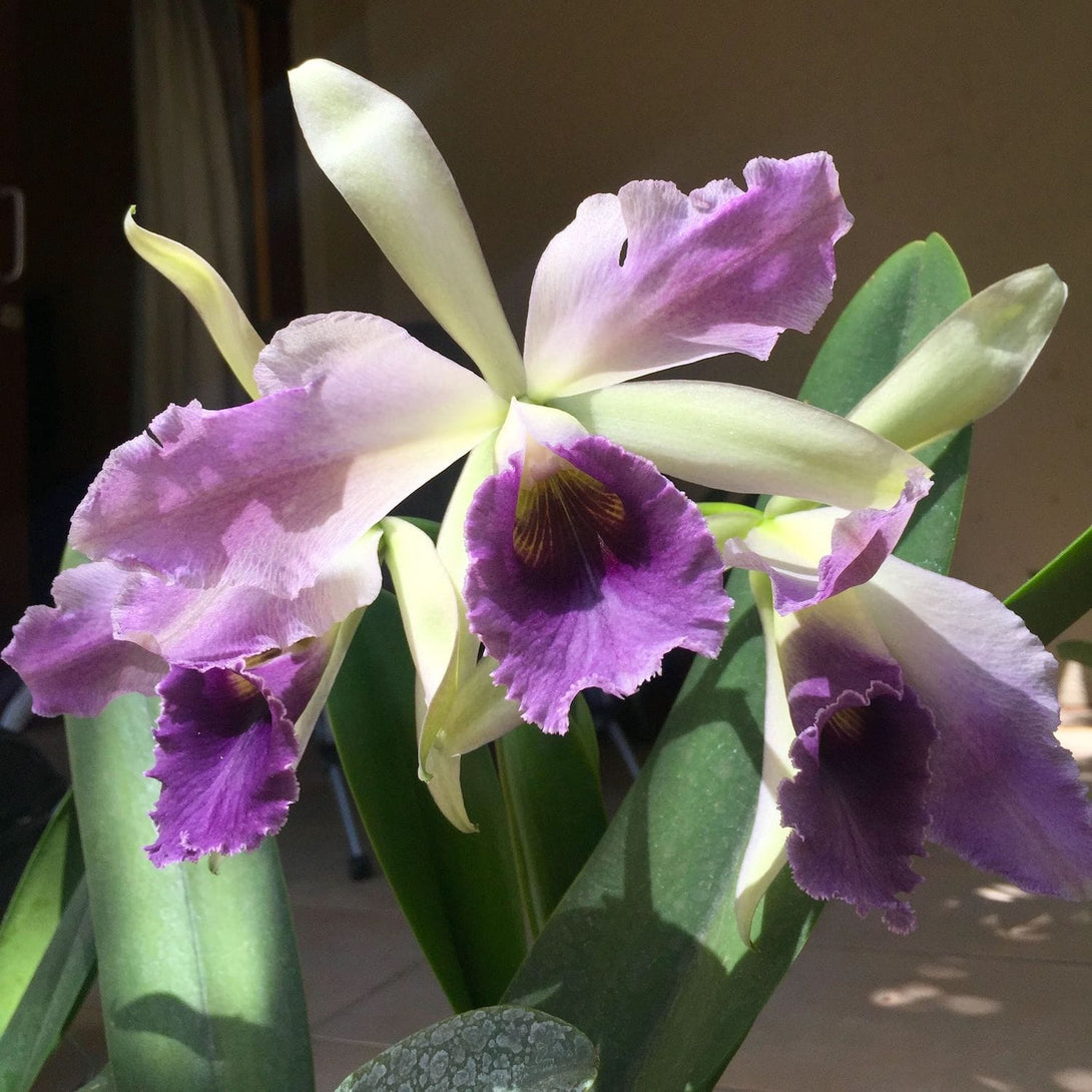 Cattleya C. G. Roebling 'Blue Indigo'