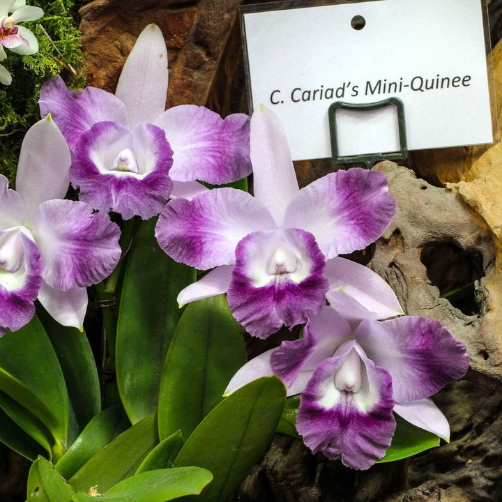 Cattleya Cariad's Mini-Quinee 'Angel Kiss'