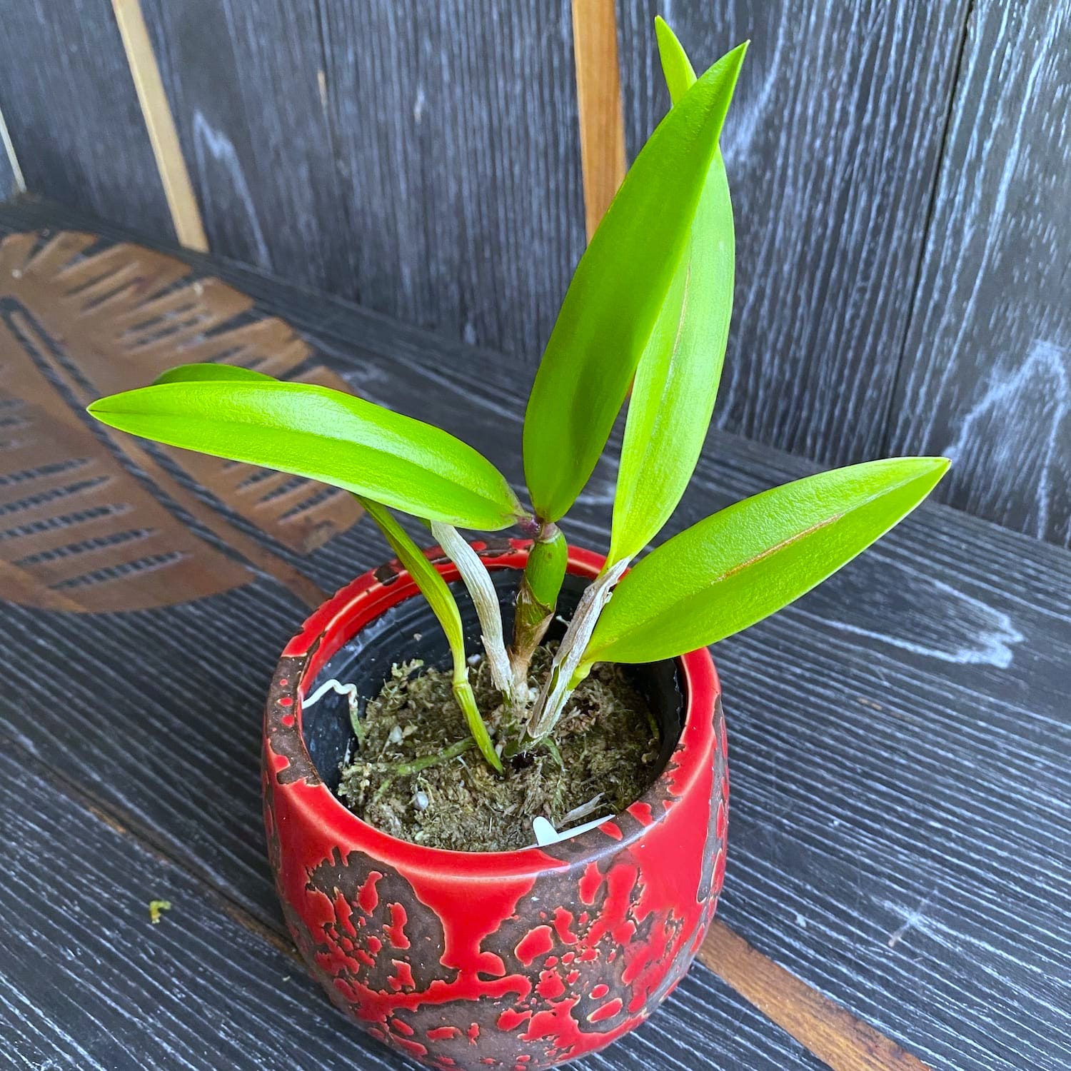Cattleya Cosmic Delite fragrant
