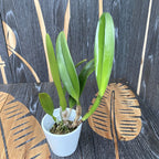 Cattleya Empress of Mercury - large flowers (11cm)