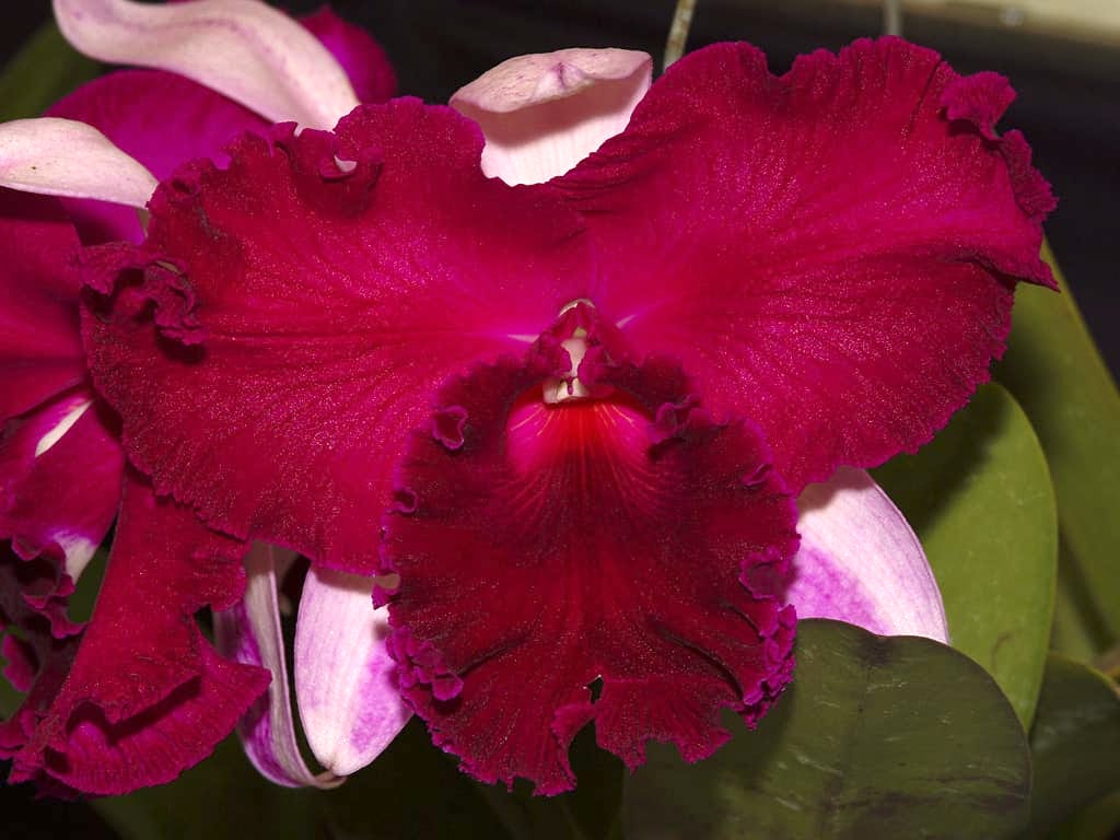 Cattleya Empress of Mercury