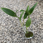 Cattleya Little Fairy 'Yellow Hydrangea' parfumata